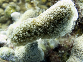 IMG 4204 Finger Coral    